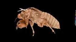 CC0 イワサキゼミ Iwasaki Cicada, Meimuna iwasakii