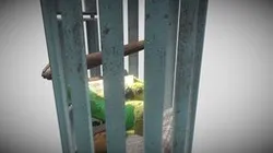 Jimmy The Lazy Banana Bird