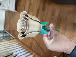 Rose and Stem
