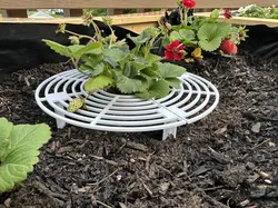 Split Strawberry Support