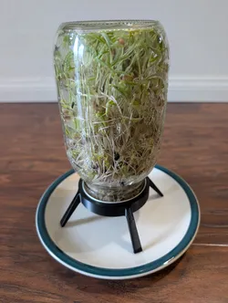 Sprout Jar Stand