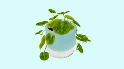 pot of native violets