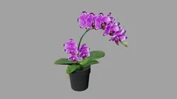 Phalaenopsis03