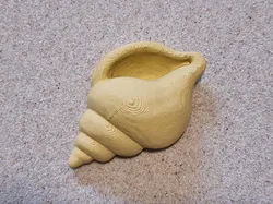 Spiral Sea Shell Magnet