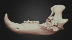 Ursus americanus (Black Bear) Left Mandible