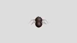 ant