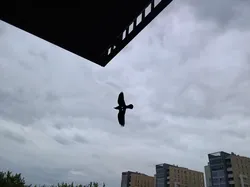 DIY Hanging Bird Deterrent