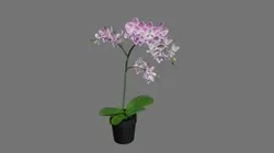 Phalaenopsis02