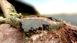 Sandbox - Circle of logs - 3D Scan