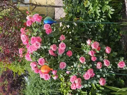 Garden ball / Rose ball / Rosenkugel / Gartenkugel