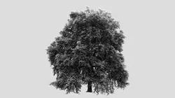 Plane tree at Prudens van Duyseplein, Ghent