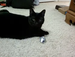 Print In Place Cat Toy