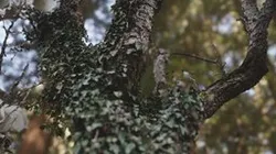 Tree with Ivy - 3D scan