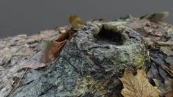 3D Scan - Root with leaves