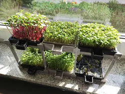 Modular Cress/Sprout Sieve/Farm V2