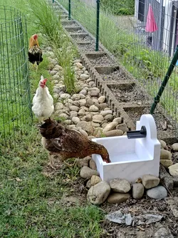 Chicken Waterer - Hühnertrog