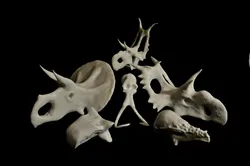 Dinosaur Skulls - Bone Head Bundle