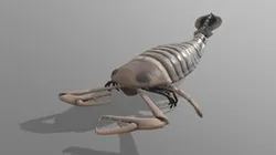Jaekelopterus rhenaniae