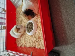 Pets bowl