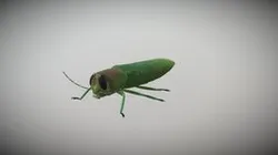 Emerald Ash Borer