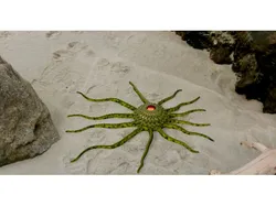 Starfish