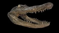 Taxidermy Gator Head