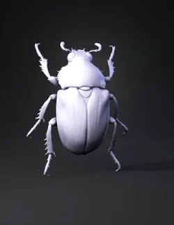 create a high definition model of a Agrilus biguttatus beetle Only us