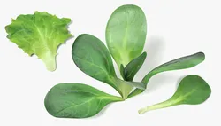 Lettuces 3D Model $39 - .blend .fbx .unknown .obj .dae .3ds