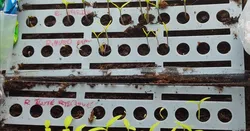 Sowing Seeds Template.