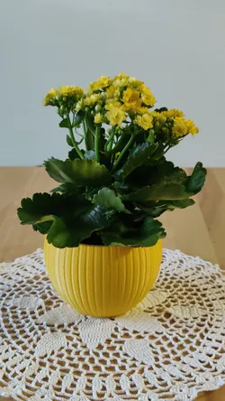 Parametric Pot / Planter