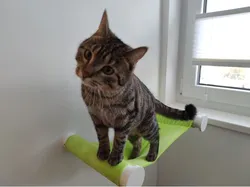 Cat Hammock