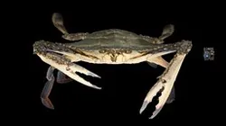 CC0 ガザミ 🦀 ♂ Swimming Crab, P. trituberculatus