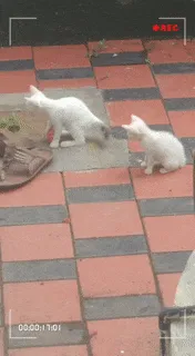 Cat Toy With Rattle