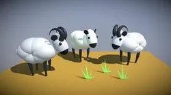 Sheep