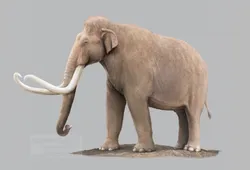 Columbian Mammoth