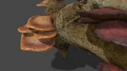 Mushroom_25&26