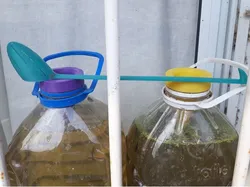 Algae culture 5L bottle set