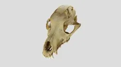 Dog Skull