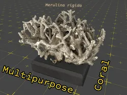 Multipurpose coral                 (coral)