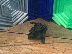 Timmy from Shaun the Sheep