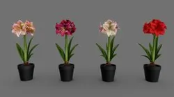 Amaryllis