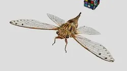 CC0 イワサキゼミ ♀ Iwasaki Cicada, Meimuna iwasakii