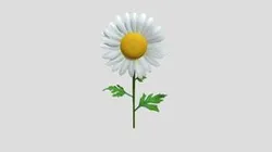 Daisy