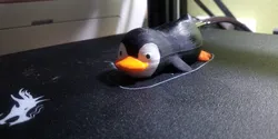 Lazy penguin