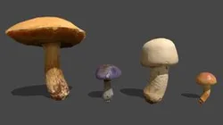 Mushroom_21&22&23&24