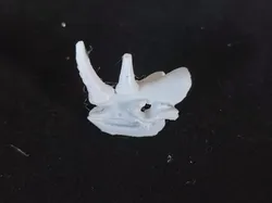 Archaeological Dig Animal Skull Model Crocodile Mammoth Bighorn Sheep Fossil Kids DIY Handmade Toy One-Click Print Colorable - Free 3D Print Model