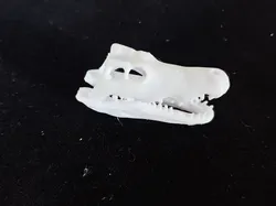 Archaeological Dig Animal Skull Model Crocodile Mammoth Bighorn Sheep Fossil Kids DIY Handmade Toy One-Click Print Colorable - Free 3D Print Model