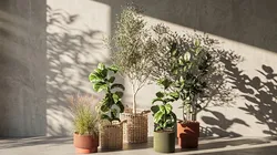 Ficus lyrata olive tree reed grass basket plants decor