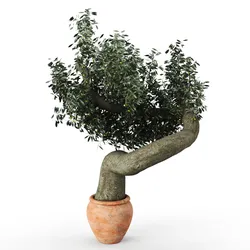 Olive tree