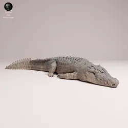 Saltwater Crocodile Lying